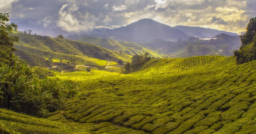 Anbau von Pu Erh